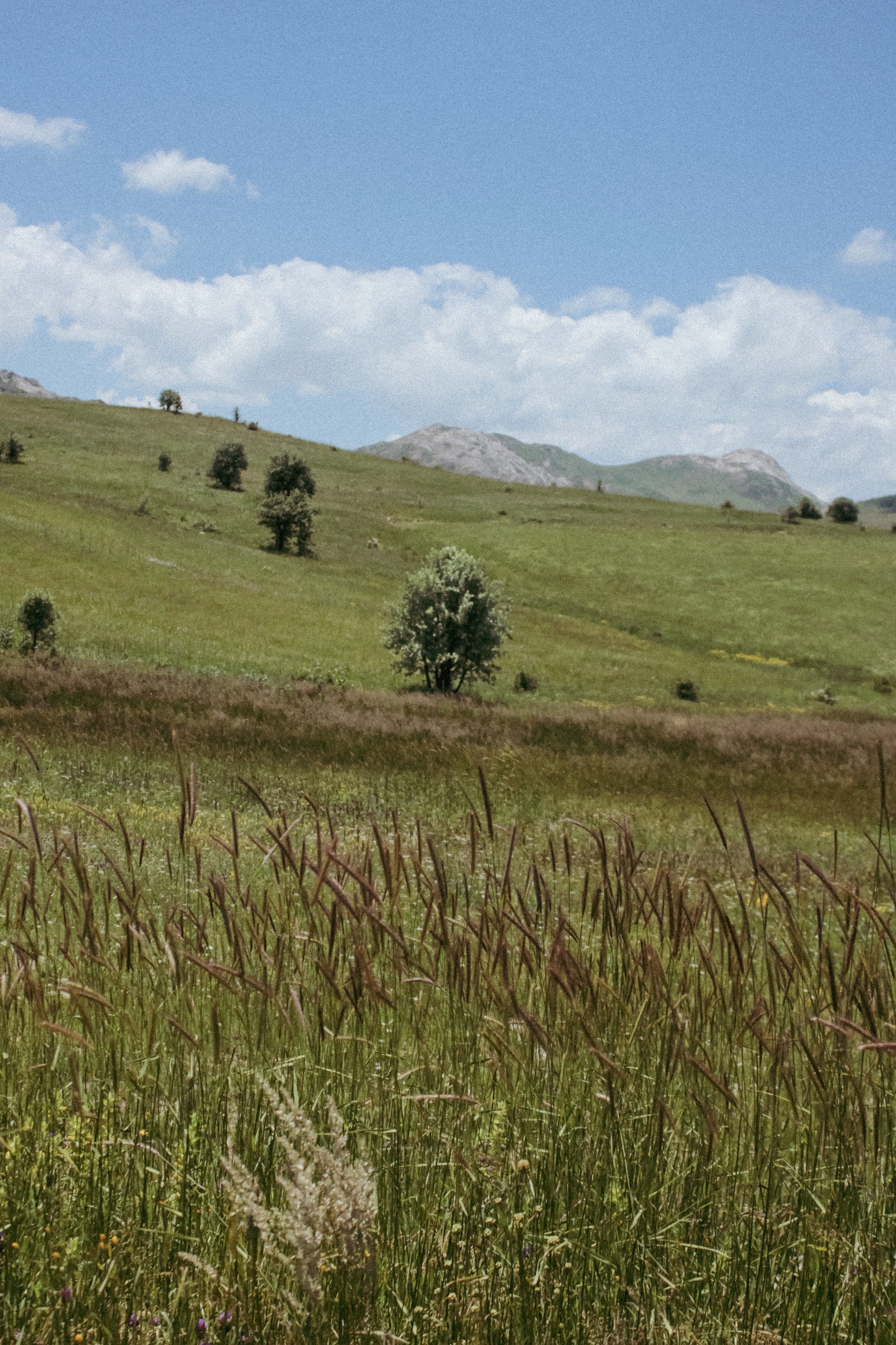Green grass on rolling hills | Climate responsive skincare